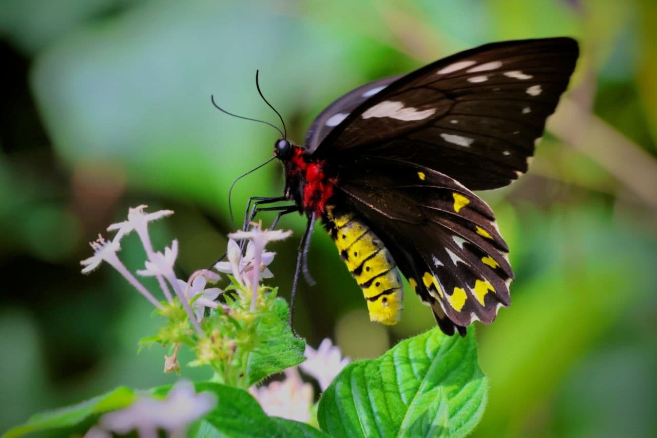 Female Cairns birdwing - the females are bigger but lack the green shimmer of the males