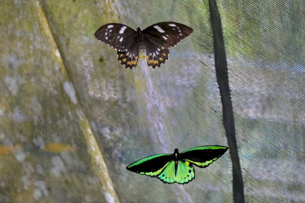 A male and female Cairns Birdwing in flight