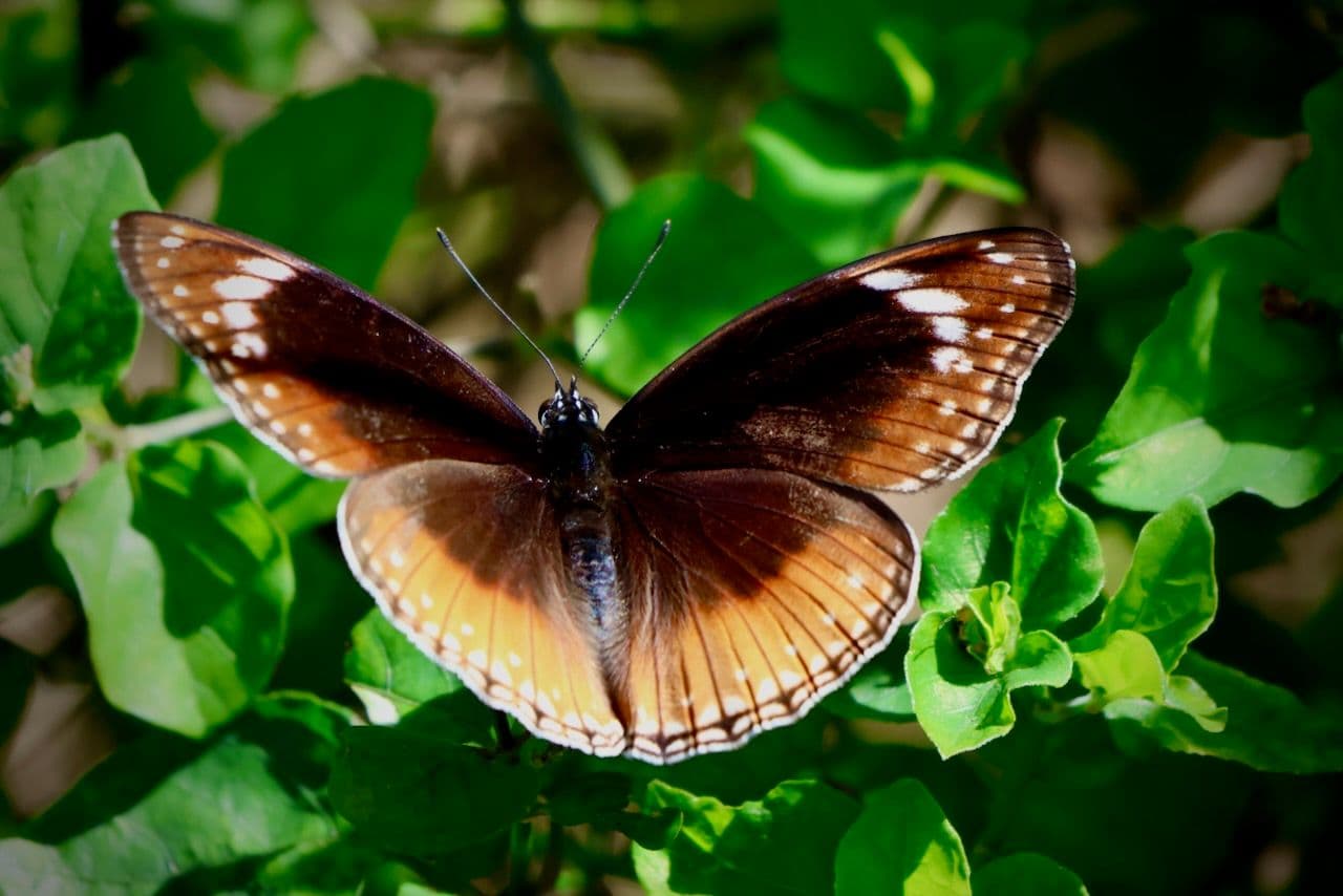 Female blue banded eggfly spotted outside the sanctuary