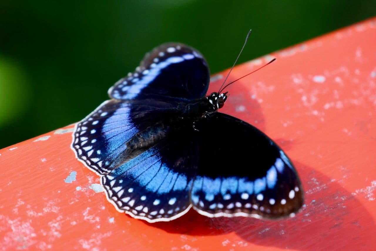 Male blue banded eggfly resting on the bridge