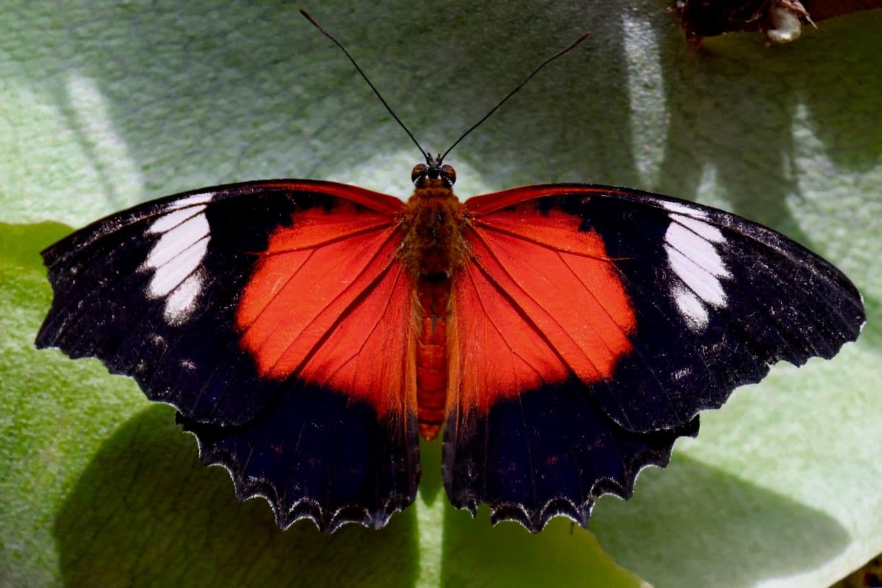 Red lacewings can be found all over the sanctuary