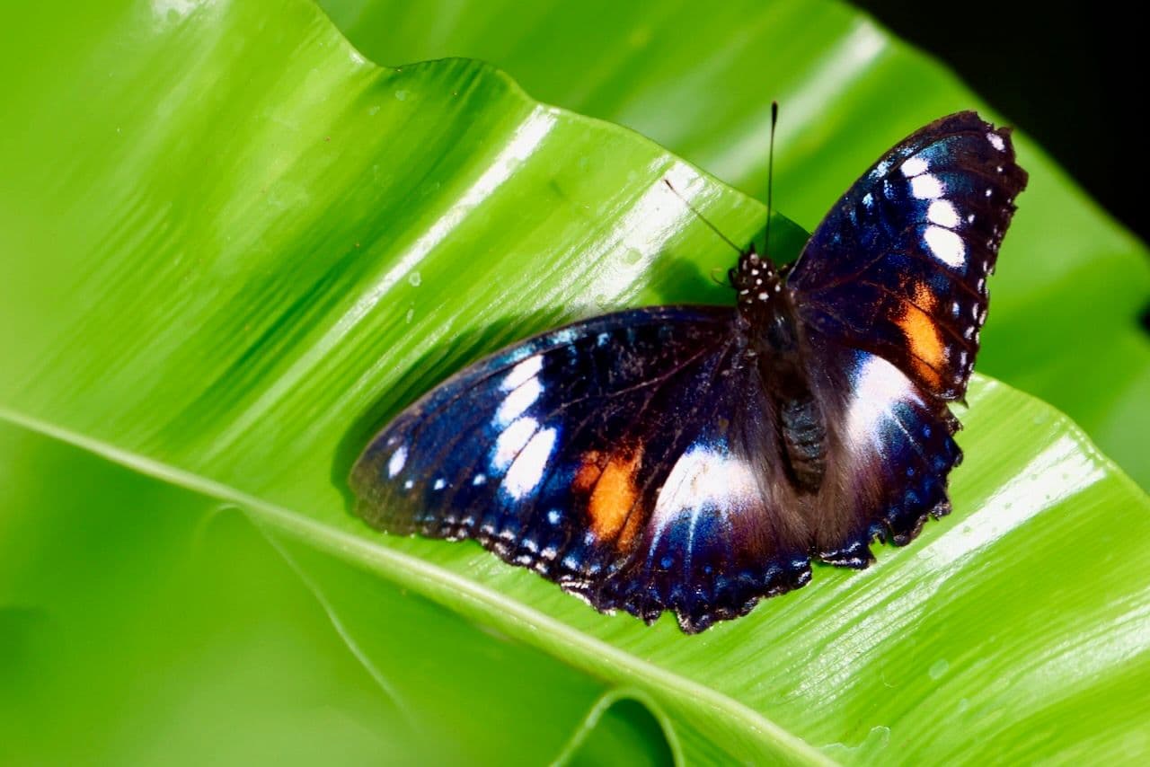 Varied eggfly showing its incredible patterns