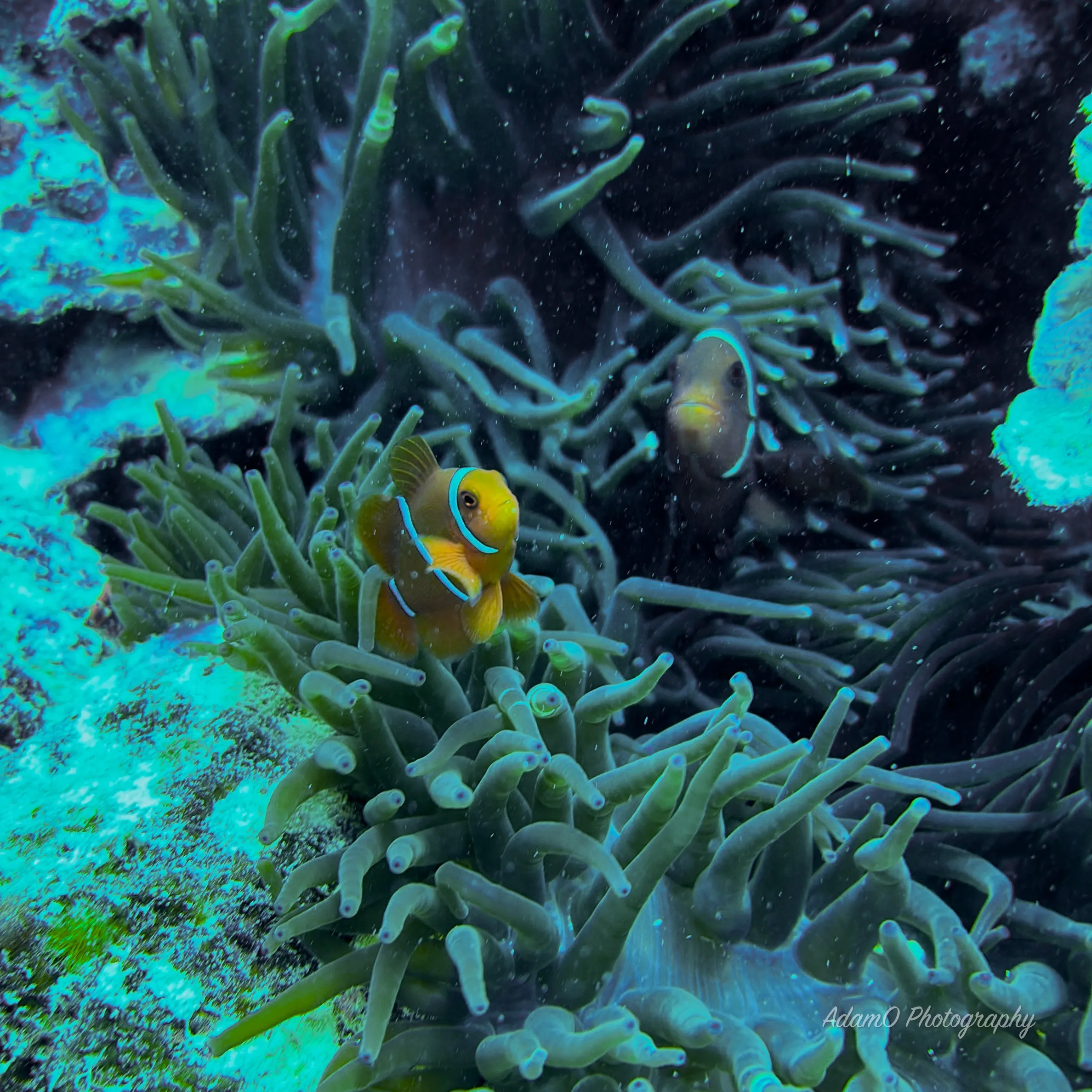 Clownfish are abundant across the reef. Check every anemone and you’re likely to see them