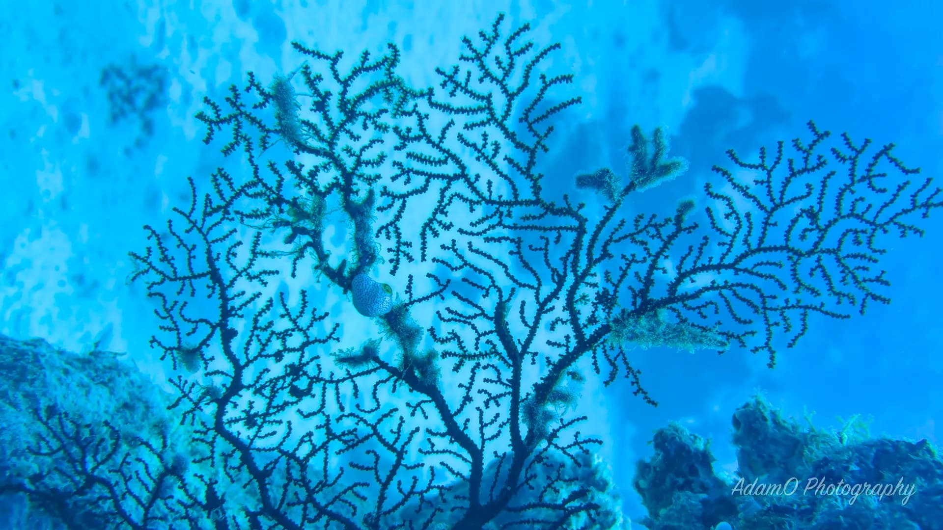 There’s no shortage of fascinating coral structures wherever you visit the Great Barrier Reef