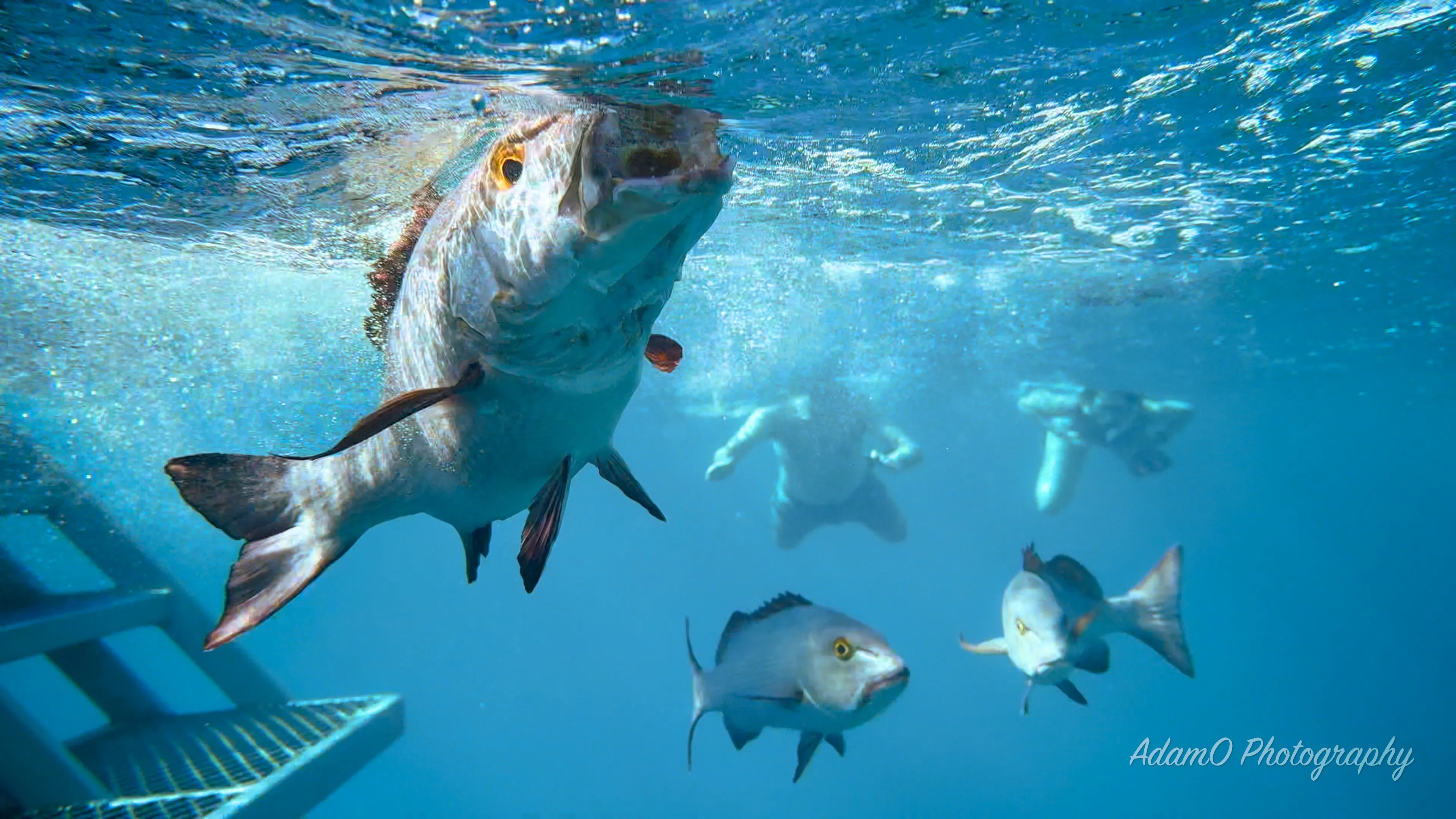 Calypso Reef Cruises review: is reef diving sustainable?