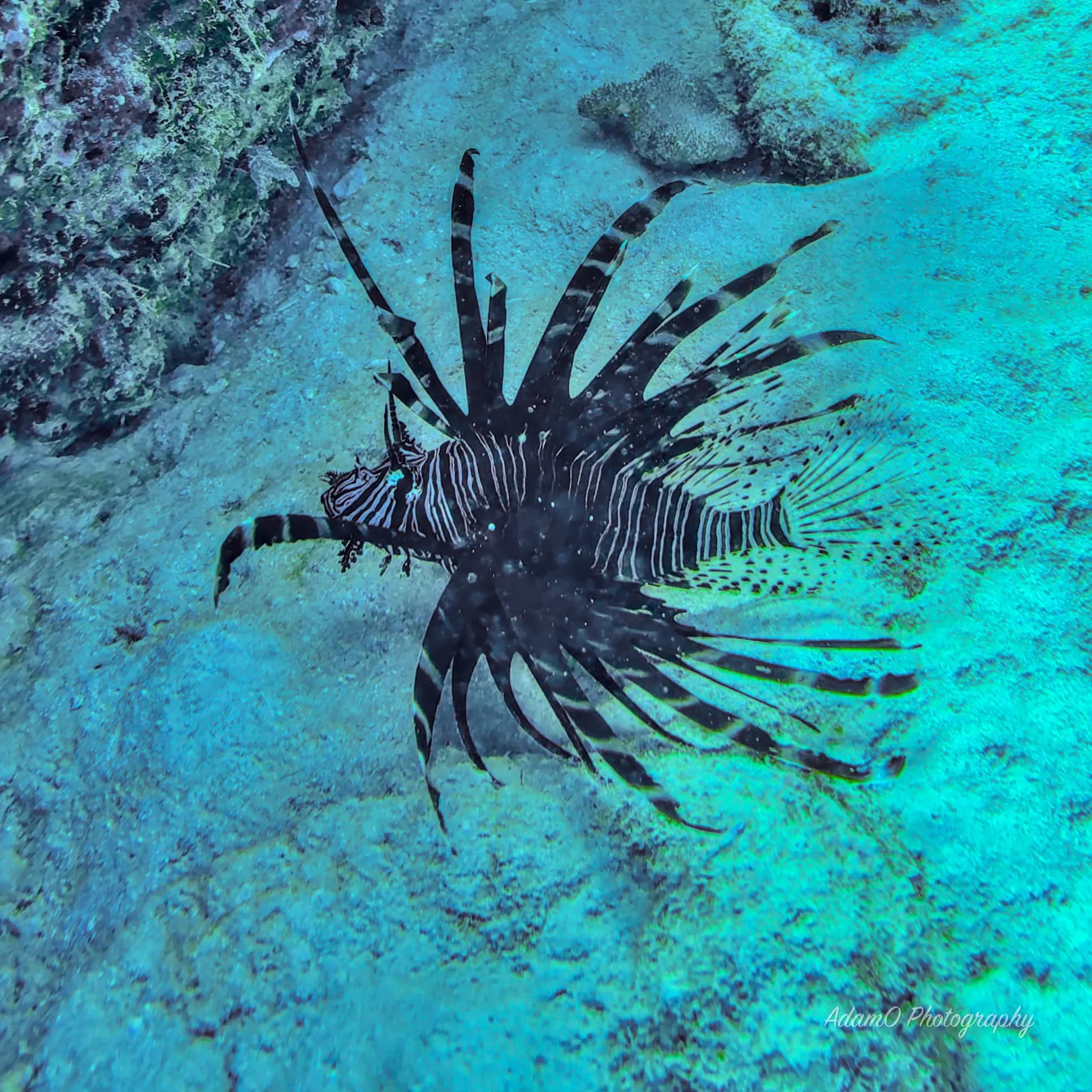 Lionfish are part of the natural ecosystem balance of the Great Barrier Reef