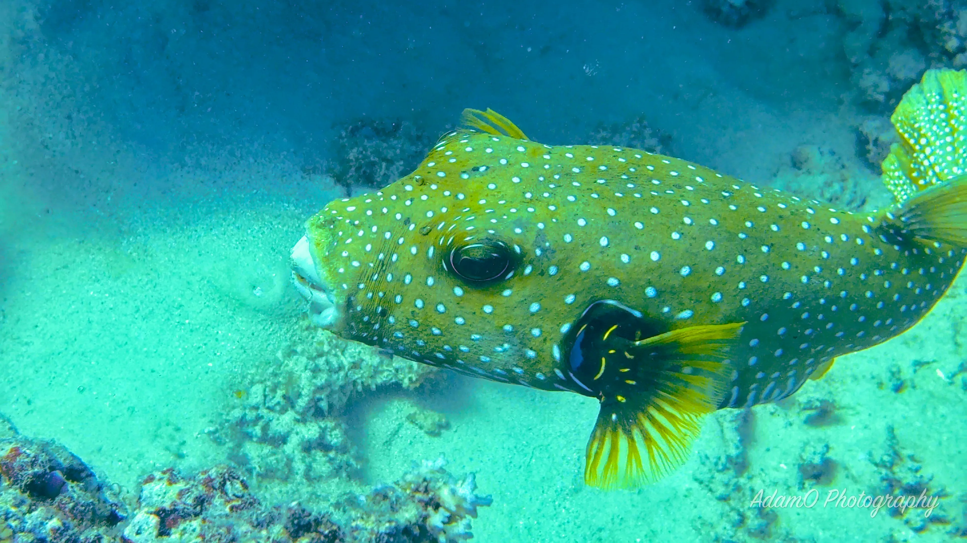 Pufferfish have continuously growing beaks to crush hard prey like clams and crabs