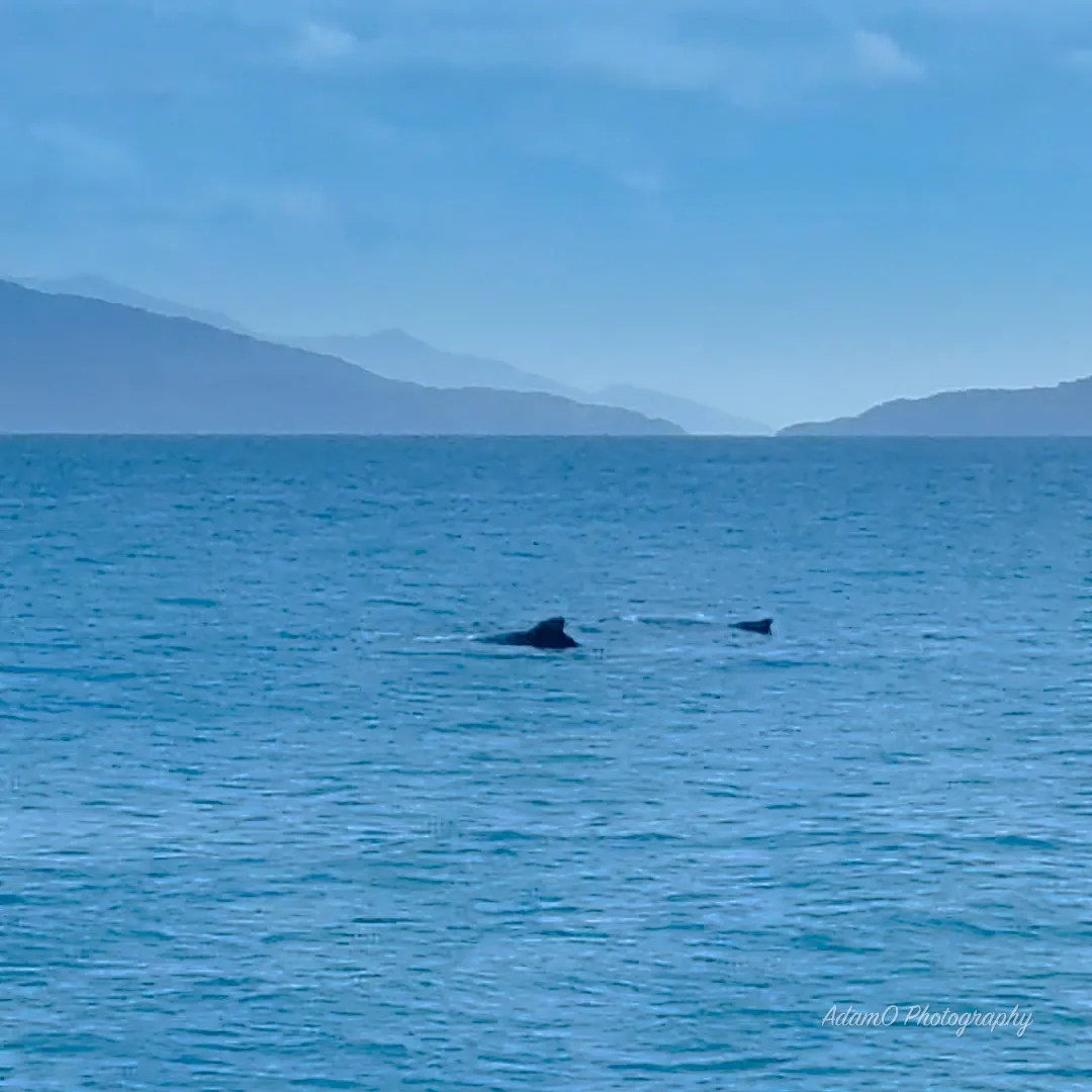 Although we didn’t get close, we could still clearly see the dorsal fin of each of the massive humpback whales