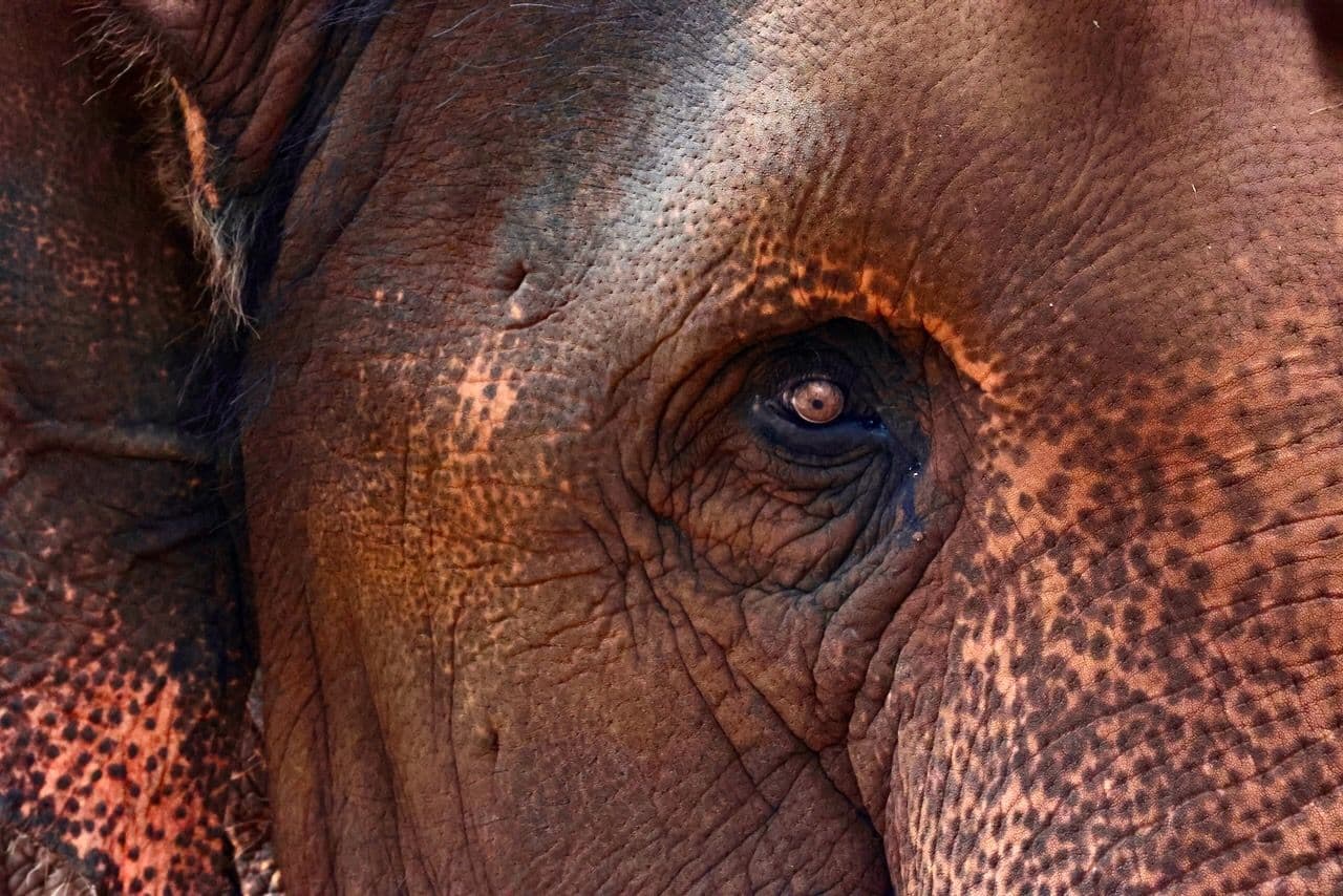 Elephant Nature Park: For elephants, not entertainment
