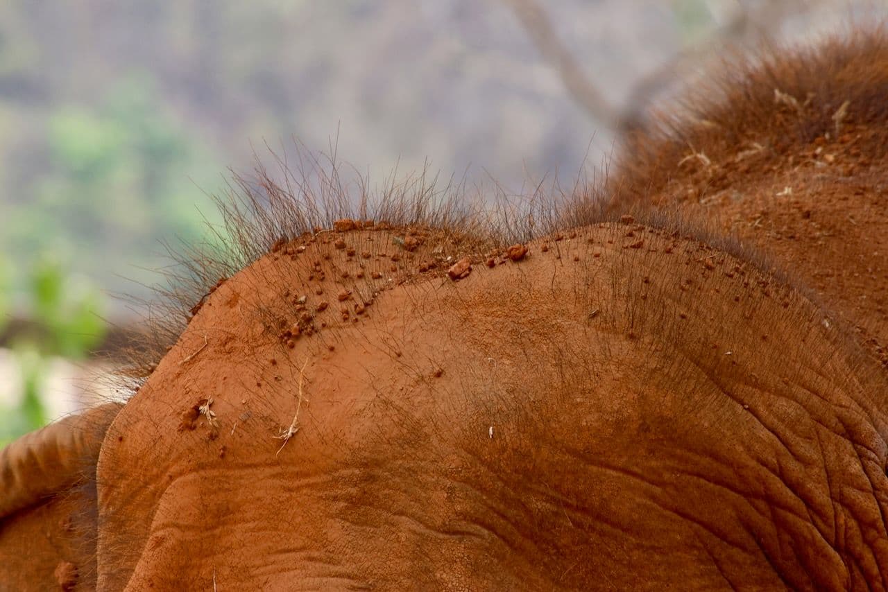 Elephant Nature Park: For elephants, not entertainment