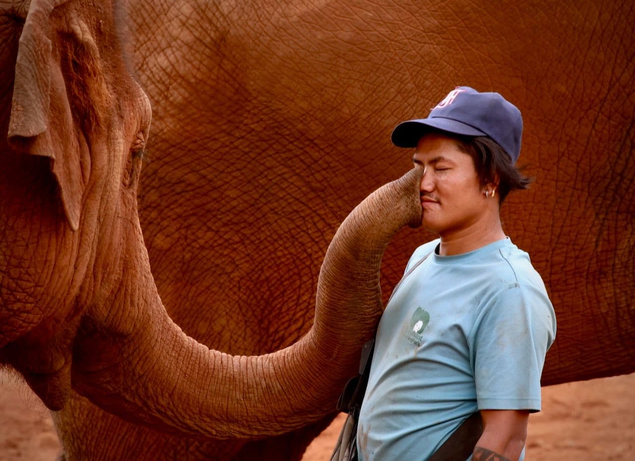 Elephant Nature Park: For elephants, not entertainment