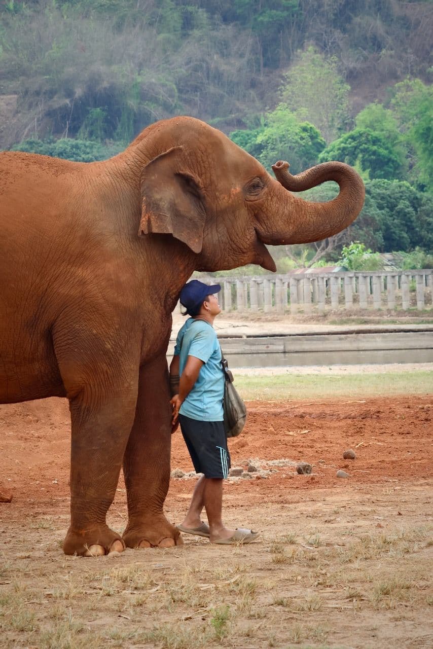 Elephant Nature Park: For elephants, not entertainment