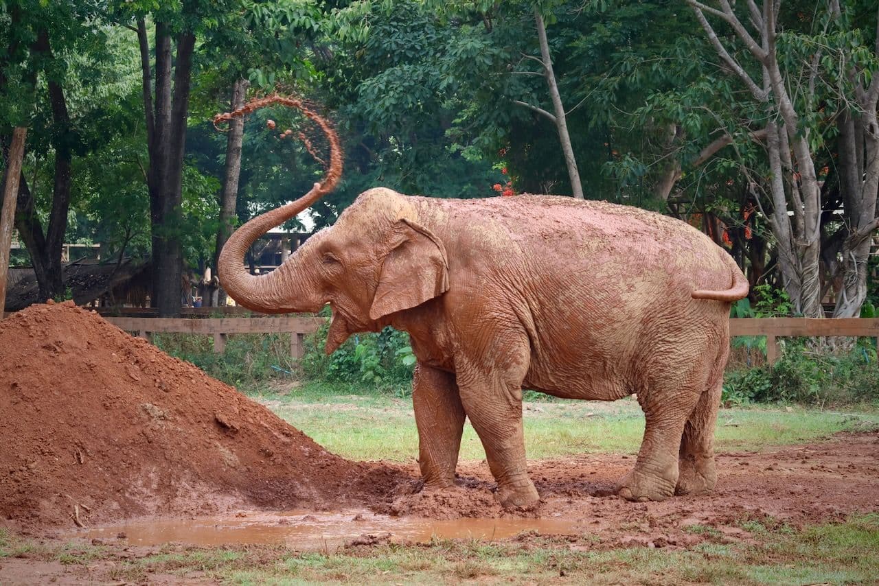 Elephant Nature Park: For elephants, not entertainment