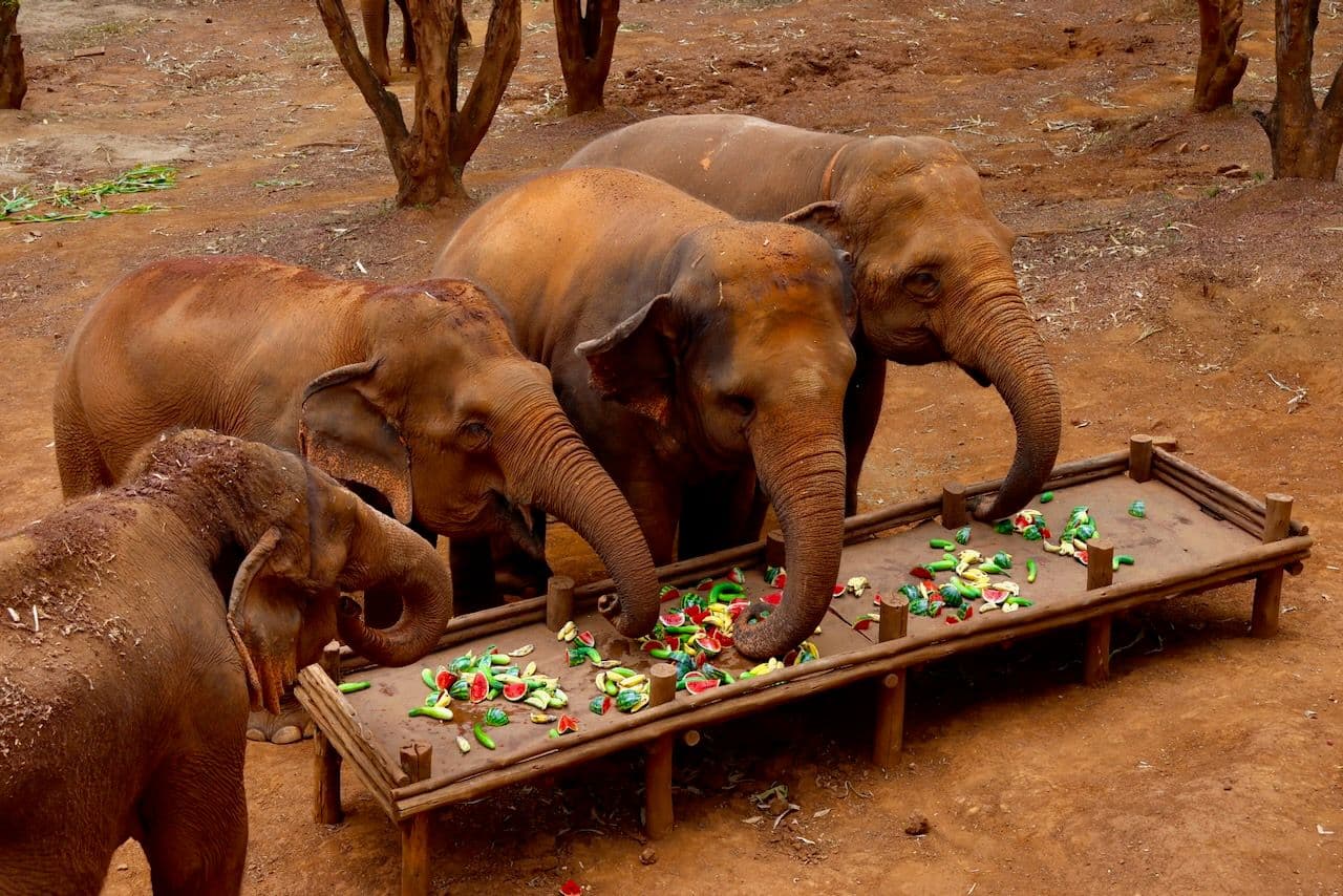 Elephant Nature Park: For elephants, not entertainment